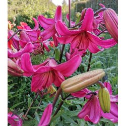 Lilium asiatica, Pink Flight