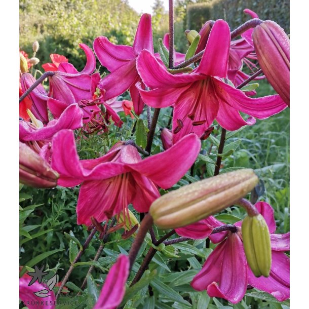 Lilium asiatica, Pink Flight