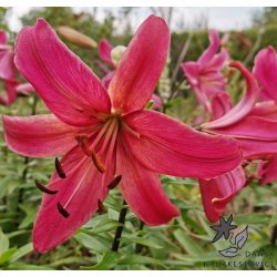 Lilium asiatica, Pink Flight