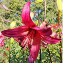 Lilium asiatica, Pink Flight