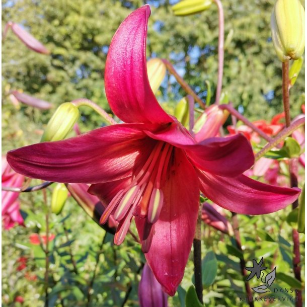 Lilium asiatica, Pink Flight