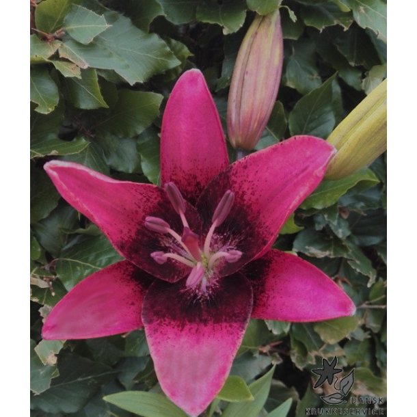 Lilium asiatica, Purple Dream