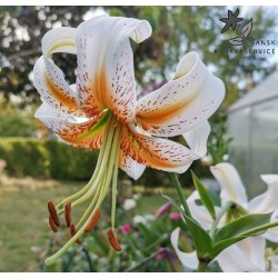 Lilium hybrid, Lady Alice
