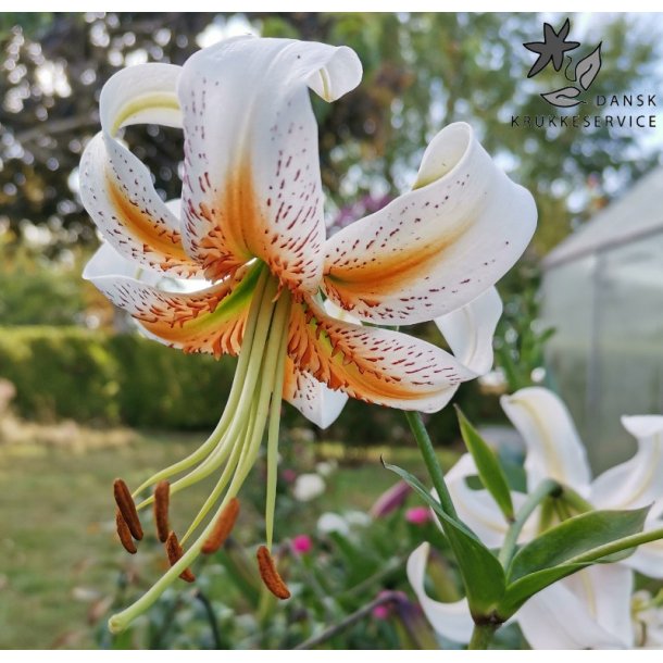 Lilium hybrid, Lady Alice