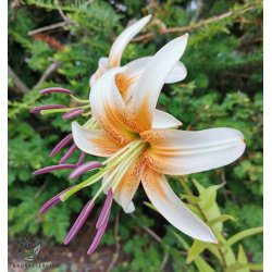 Lilium hybrid, Lady Alice