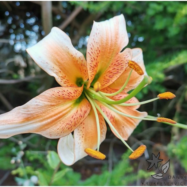 Lilium hybrid, Lady Alice