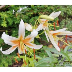 Lilium hybrid, Lady Alice