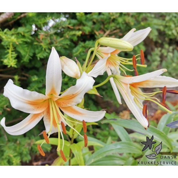 Lilium hybrid, Lady Alice