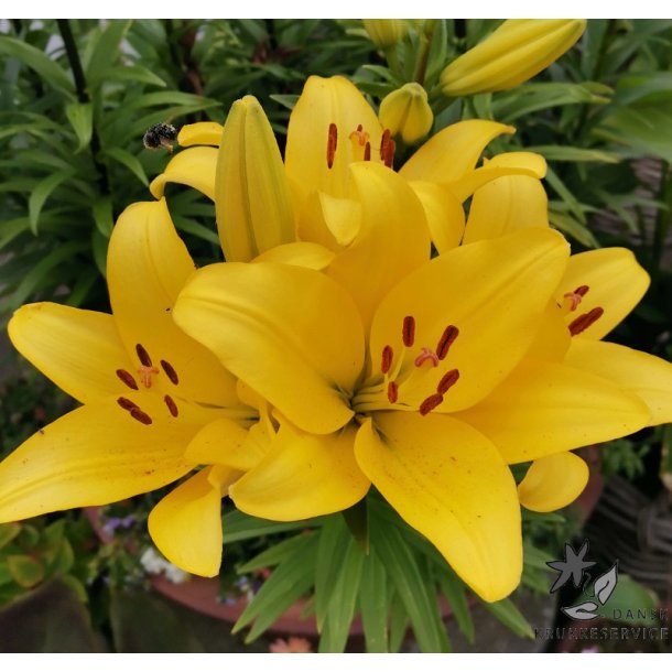 Lilium L/A Yellow Power