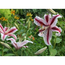 Lilium orientale, Dizzy