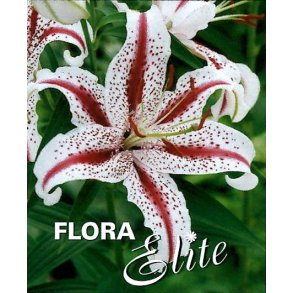 Lilium orientale, Dizzy