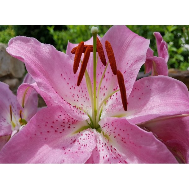 Lilium orientale, Josephine