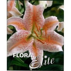 Lilium orientale, Salmon Star