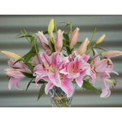 Lilium O/T Anastasia