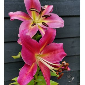 Lilium O/T Empoli, 2 lg