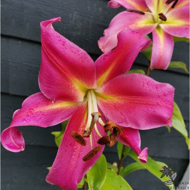 Lilium O/T Empoli, 2 lg