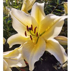 Lilium O/T, Honeymoon, 2 Lg