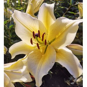 Lilium O/T, Honeymoon, 2 Lg
