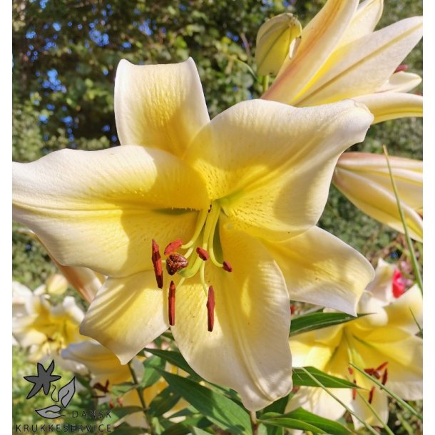 Lilium O/T, Honeymoon, 2 Lg