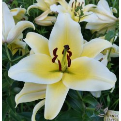 Lilium O/T, Honeymoon, 2 Lg