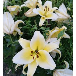 Lilium O/T, Honeymoon, 2 Lg