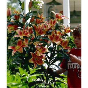 Lilium O/T Montego Bay, 2 Lg