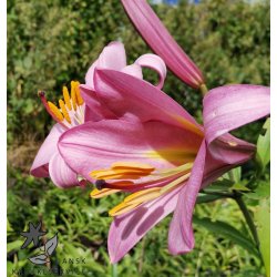 Lilium Pink Perfection