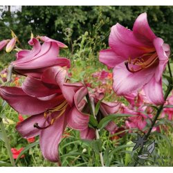 Lilium Pink Perfection