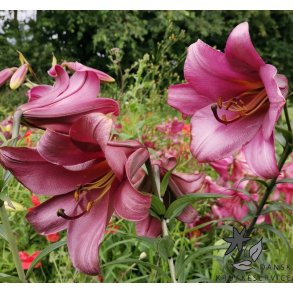 Lilium Pink Perfection