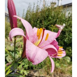 Lilium Pink Perfection