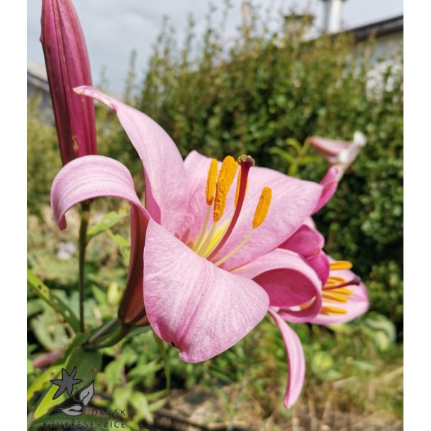 Lilium Pink Perfection