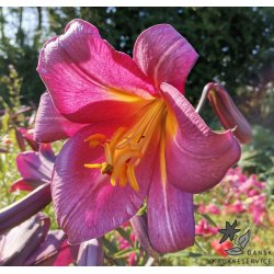 Lilium Pink Perfection