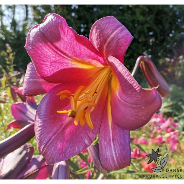 Lilium Pink Perfection