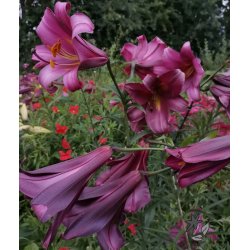 Lilium Pink Perfection