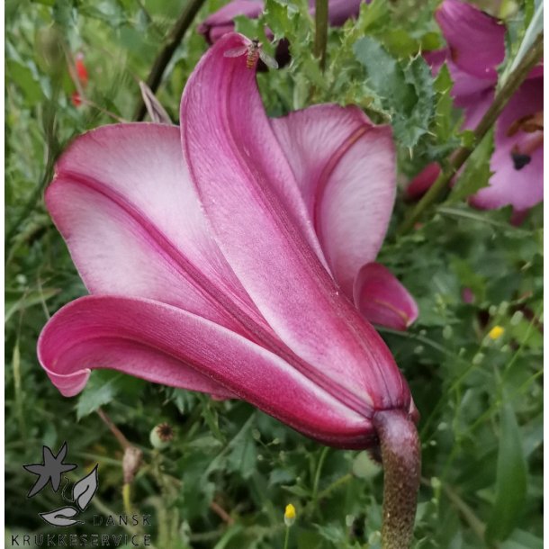 Lilium Pink Perfection
