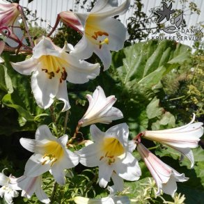 Lilium Regale, Kongelilje