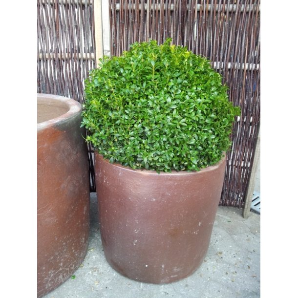 Maurine krukke, Brun*