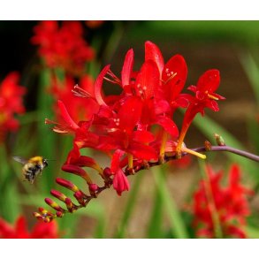 Montbretia Lucifer - Crocosmia