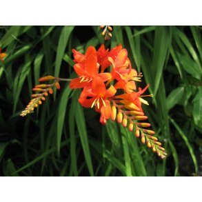 Montbretia masoniorum - Crocosmia