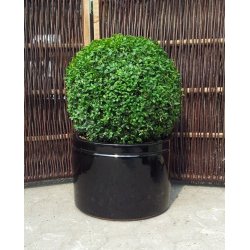 Nete Krukke, Blank sort*