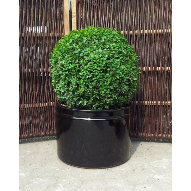 Nete Krukke, Blank sort*