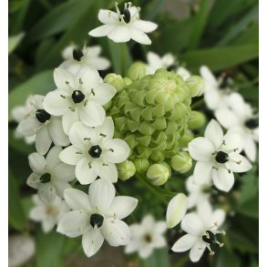 Ornithogalum arabicum