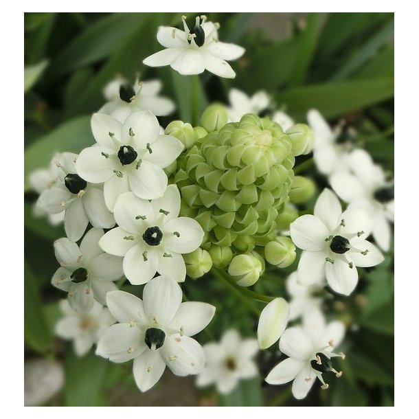 Ornithogalum arabicum