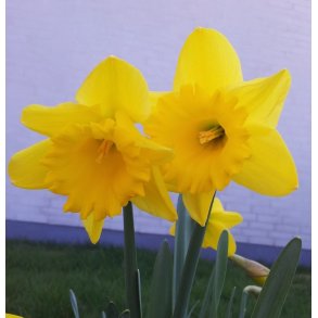 Pskelilje Dutch Master