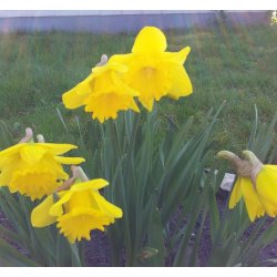 Pskelilje Dutch Master