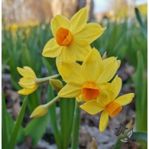 Pskelilje Martinette