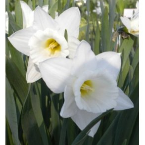 Pskelilje Mount Hood