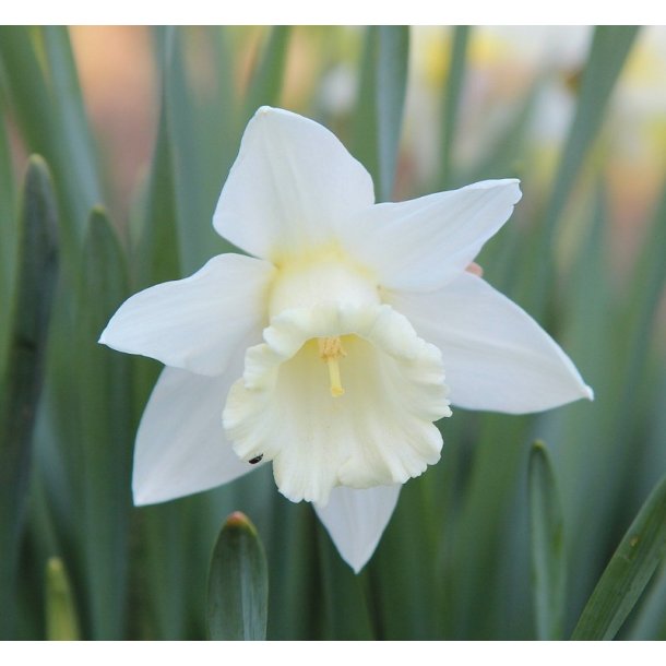 Pskelilje Mount Hood