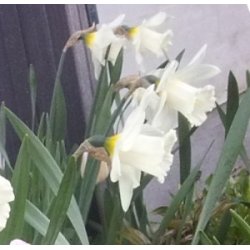 Pskelilje Mount Hood