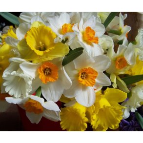 Pskelilje Storblomstret Mix